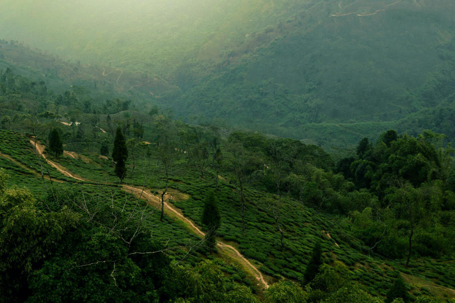 Darjeeling: The Champagne of Teas from the Himalayan Foothills