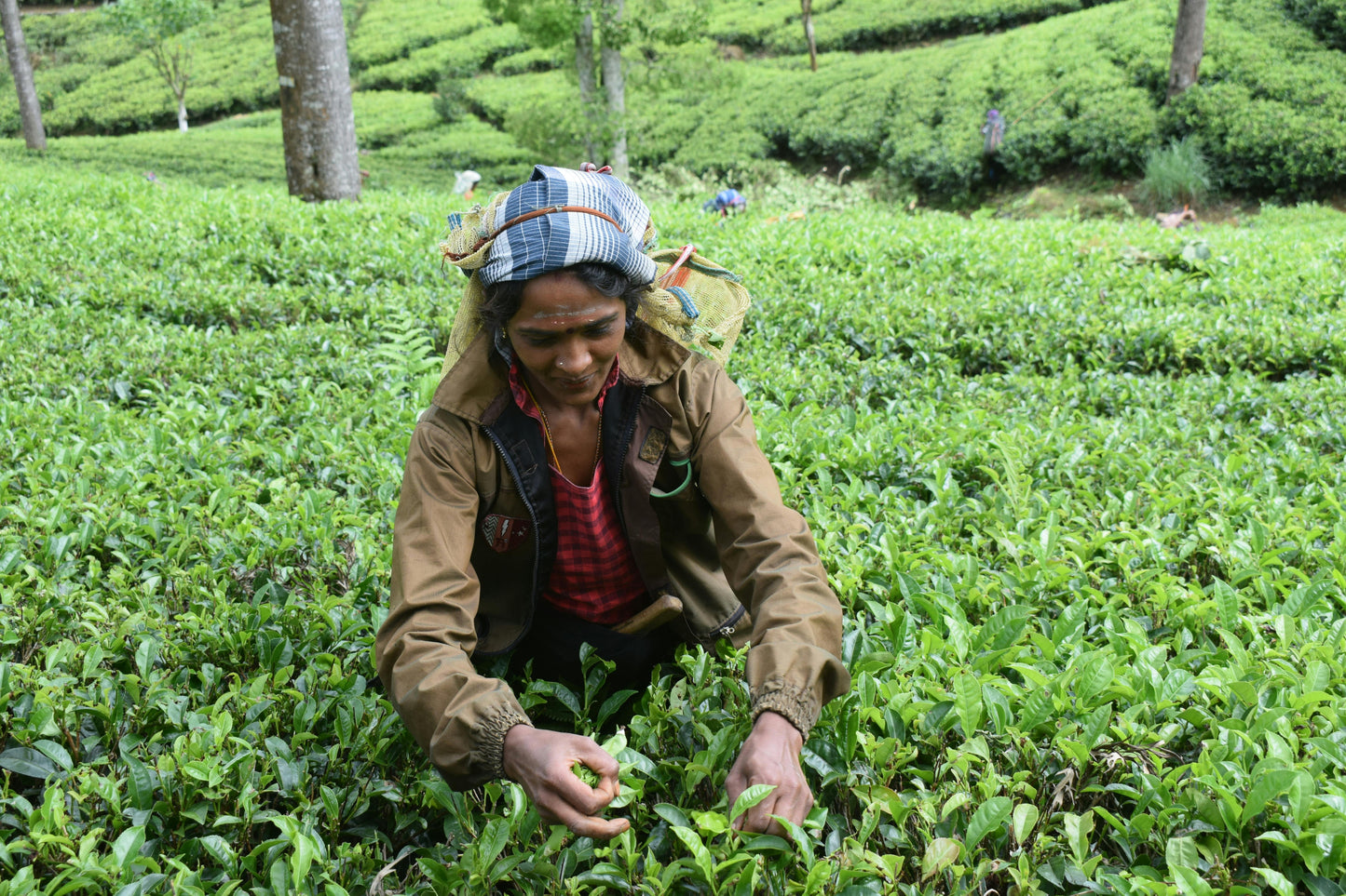Ceylon Orange Pekoe: Sri Lanka's Liquid Gold